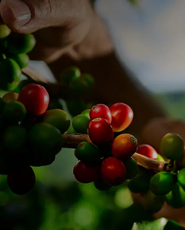FR-1763781_GLO_LOR_Other_DTC_Unknown_Image_646-800_0-0
