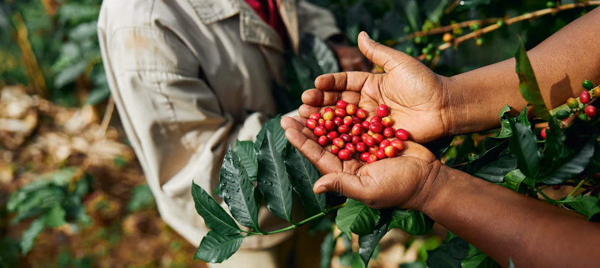 FR-Coffeeberriessustainability
