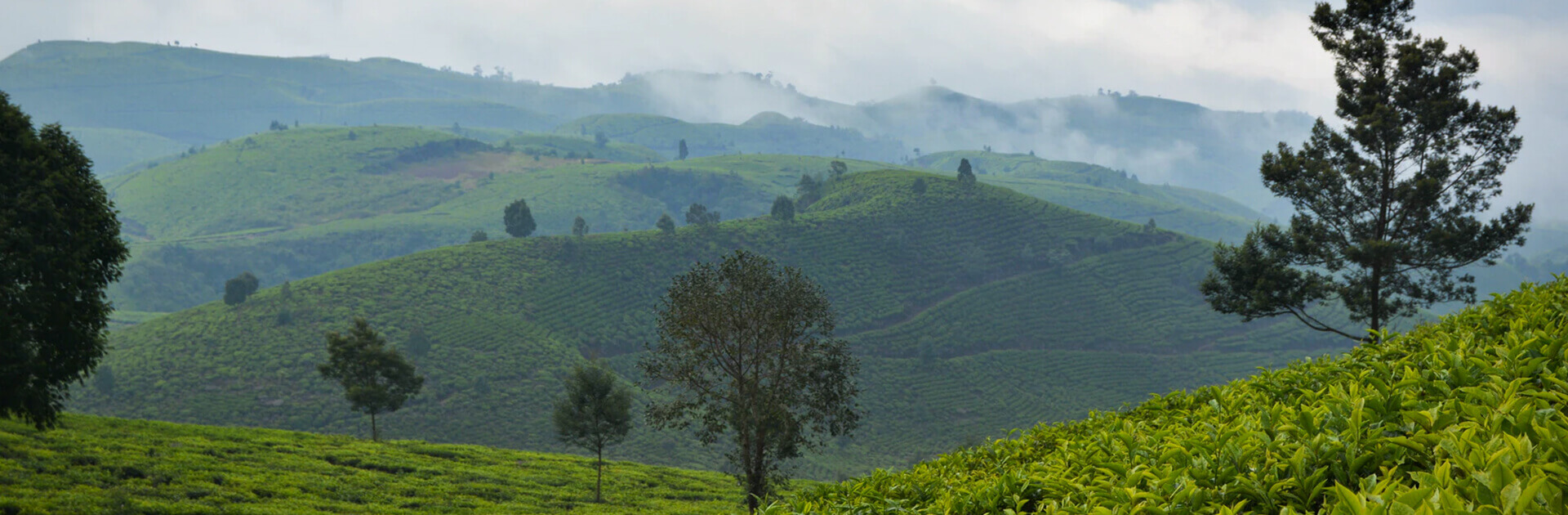 A mountain with trees and unharvested tea