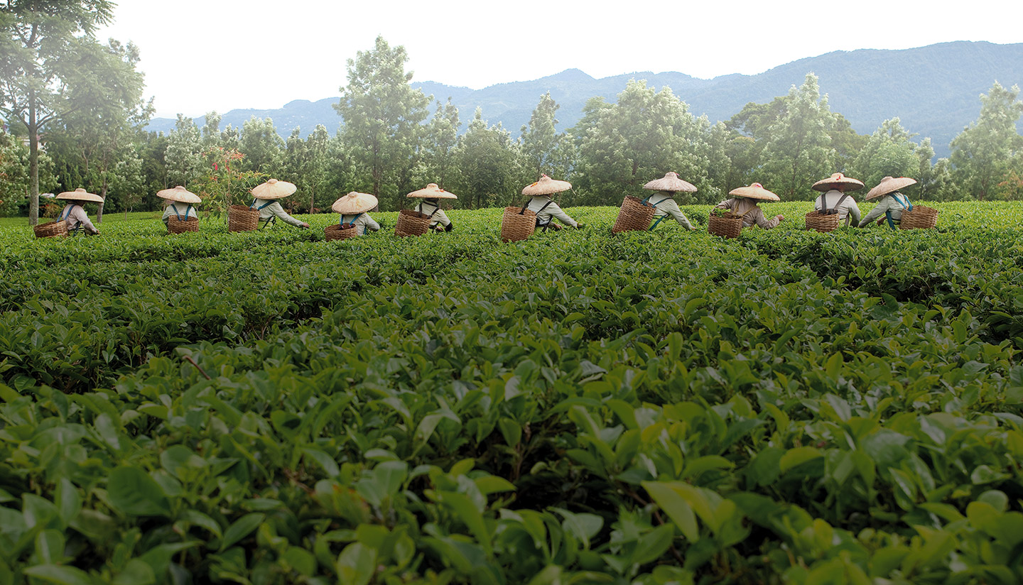 a group of people picking tea in a field