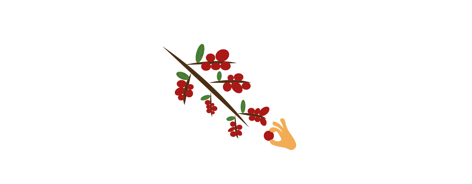 FR-Inspirational-Coffee-berrie-branch
